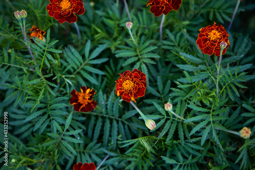 Marigold. Very beautiful bright multi-colored flowers. Close-up.