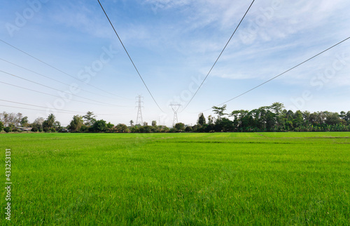 Views of green rice fields with high-voltage poles and blue sky cloud.