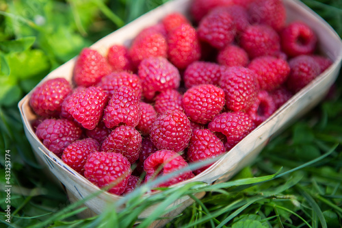 Fresh sweet juicy raspberries in a wooden basket stands close-up on the green grass. Summer, vacation, warm.