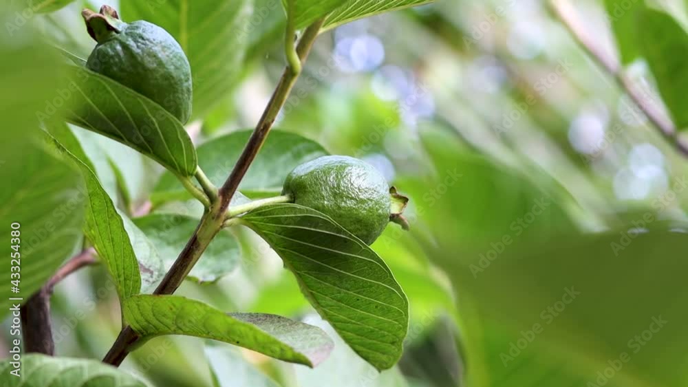 Guava fruit close up on the tree shaking with airflow