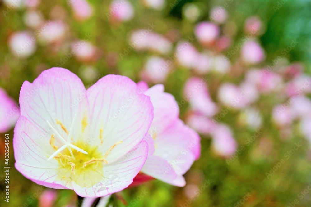 群生したヒルザキツキミソウのピンクの花のアップ 群生したヒルザキツキミソウのピンクの花のアップ