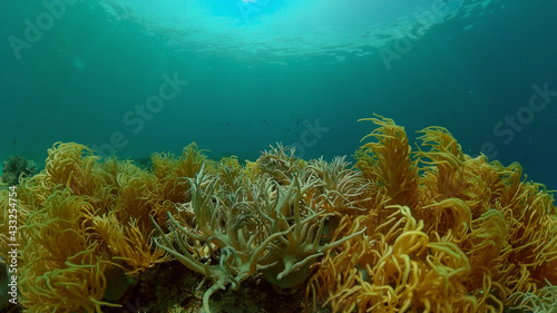 Tropical colourful underwater seas. Coral Garden with Underwater Vibrant Fish. Underwater tropical colourful soft-hard corals seascape. Philippines.