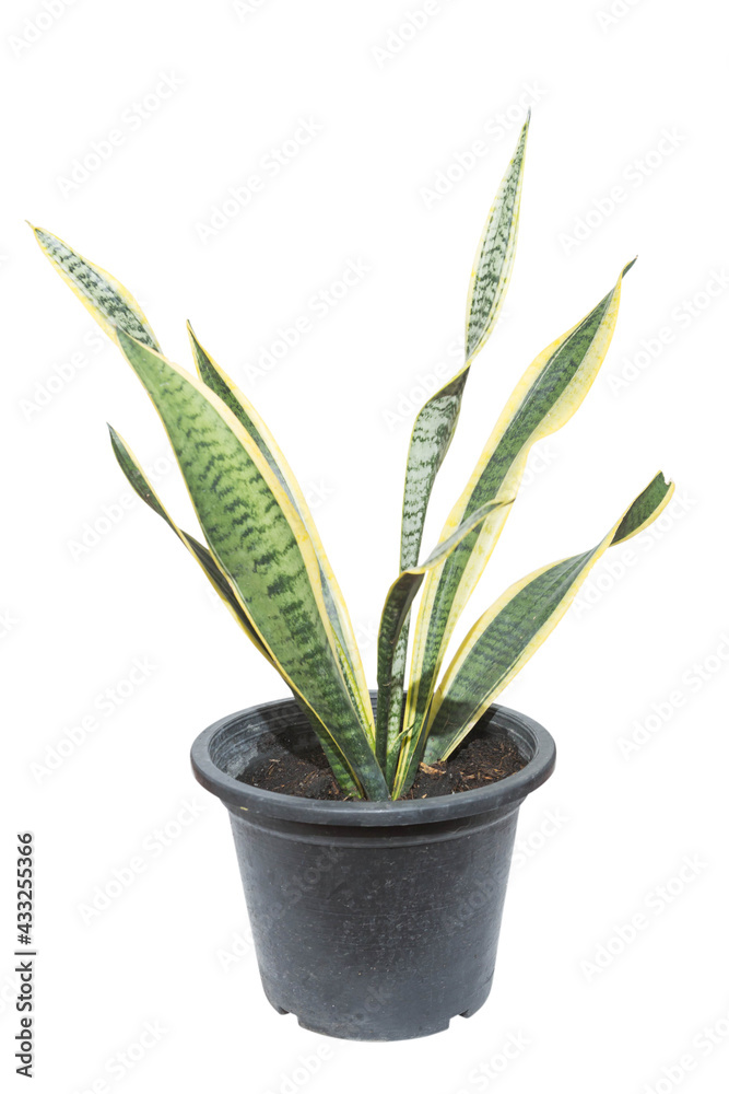Snake plant Snake plant