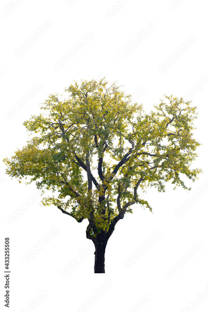 Tree with green leaves on a white background Tree with green leaves on a white background