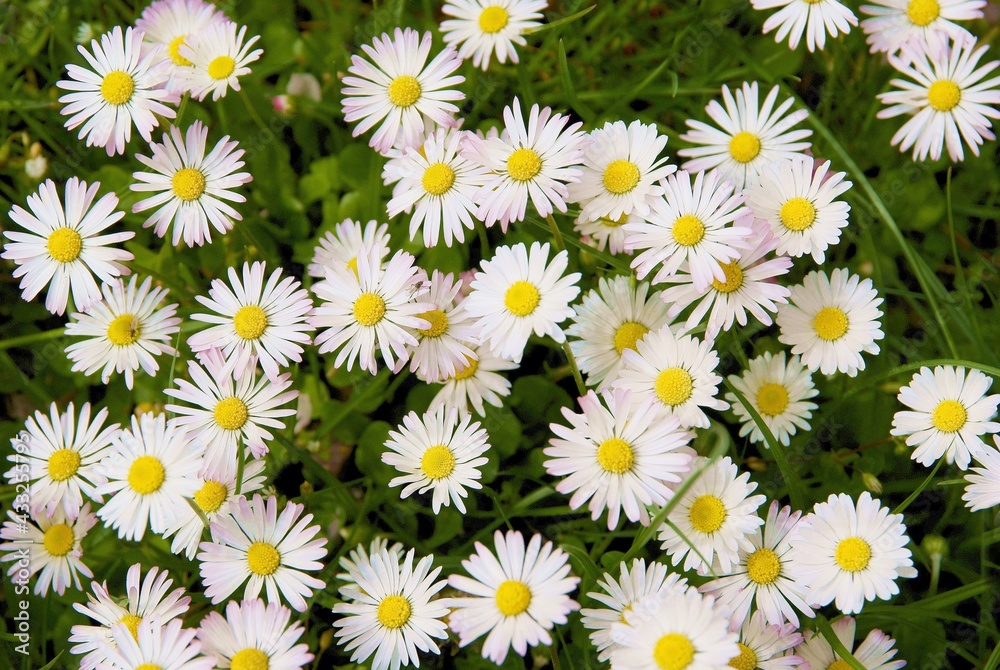 nice daisies flowers on meadow at spring nice daisies flowers on meadow at spring