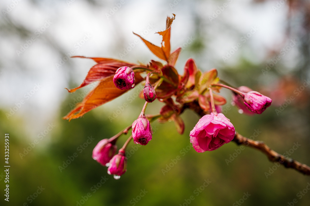 Der Ast einer blühendenm Japanischen Kirsche nach einem Regenguß im Frühling Der Ast einer blühendenm Japanischen Kirsche nach einem Regenguß im Frühling