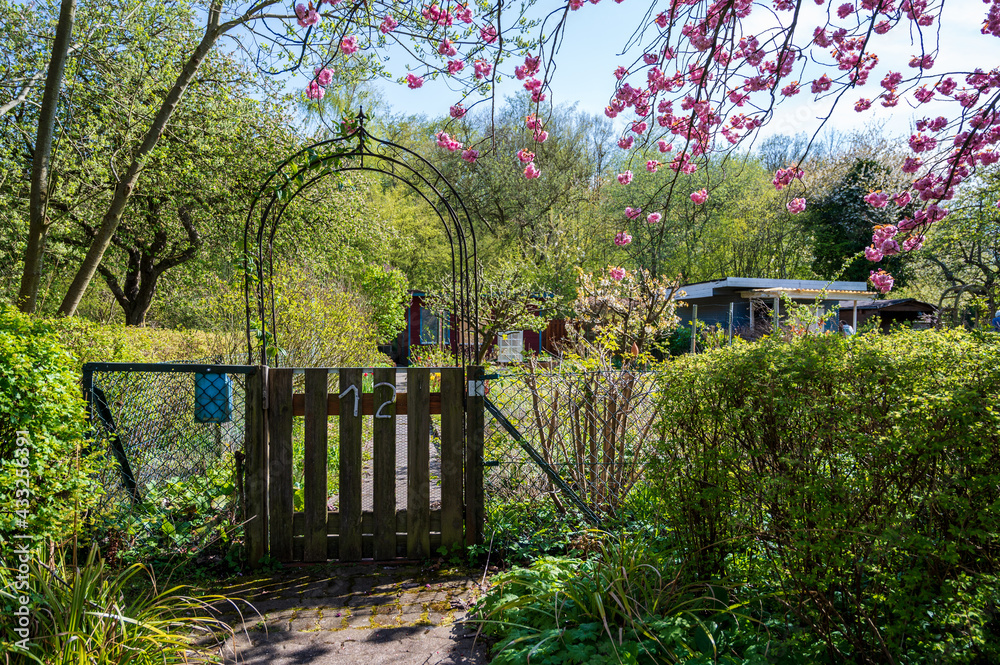 Gartenanlage in Kiel im Frühjahr zur Kirschblütenzeit Gartenanlage in Kiel im Frühjahr zur Kirschblütenzeit