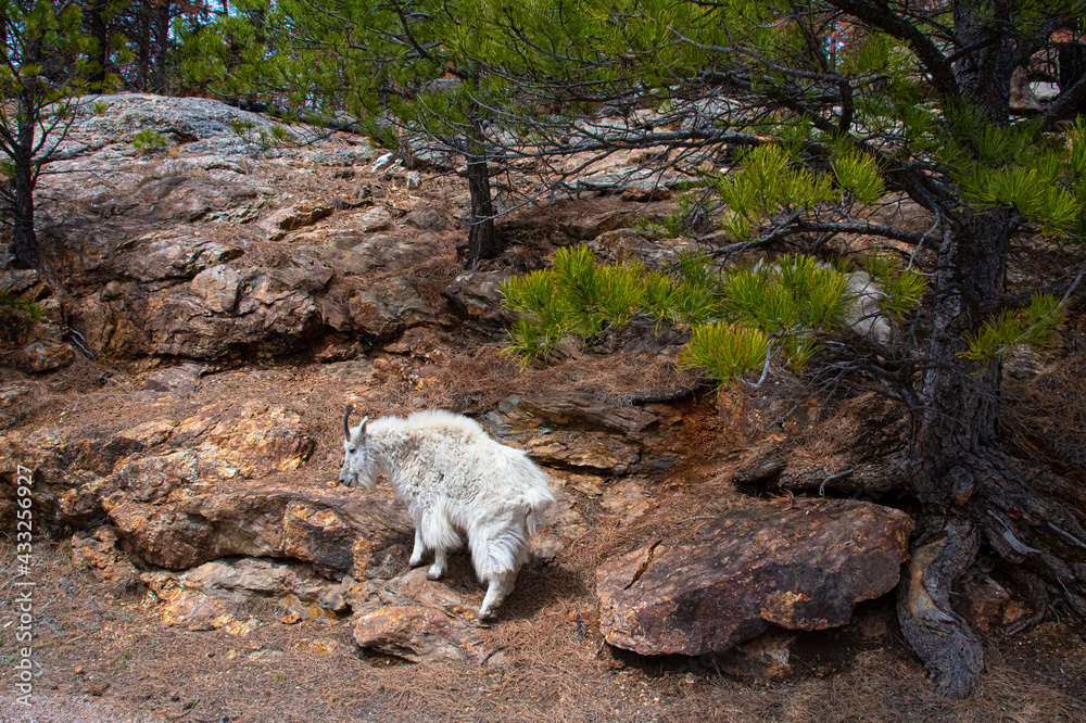Fototapeta premium Rocky Mountain Goats in the Wild