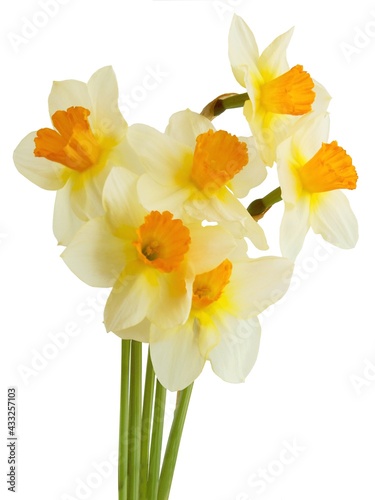 pretty yellow narcissus flowers close up