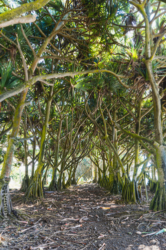 Several screw pines in Reunion Island