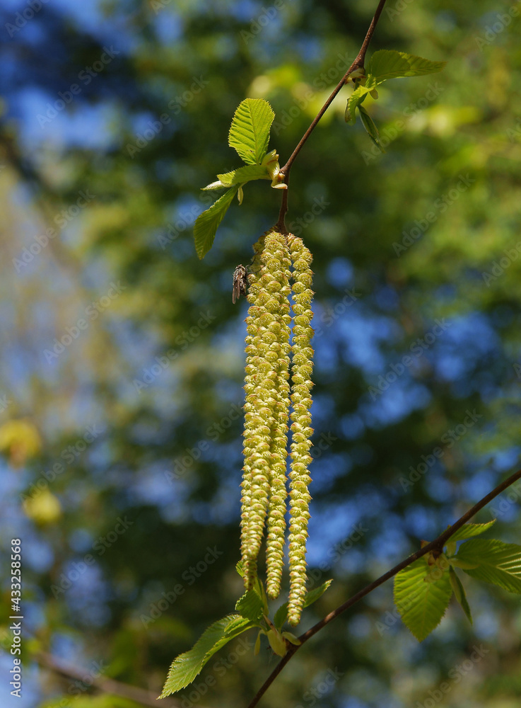 Ostrya Carpinifolia - hop-hornbeam tree blossoming at spring Ostrya Carpinifolia - hop-hornbeam tree blossoming at spring