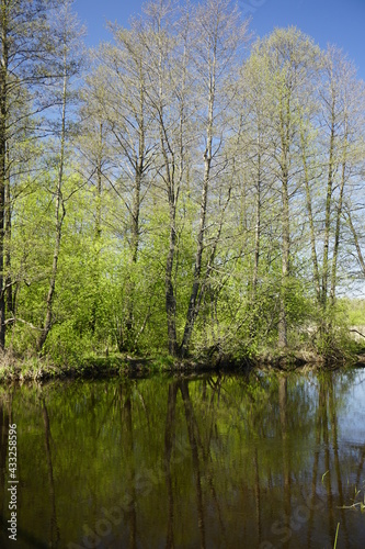 The Berezina River in the Berezinsky Nature Reserve. Warm sunny May day. Blue sky and reflection in water