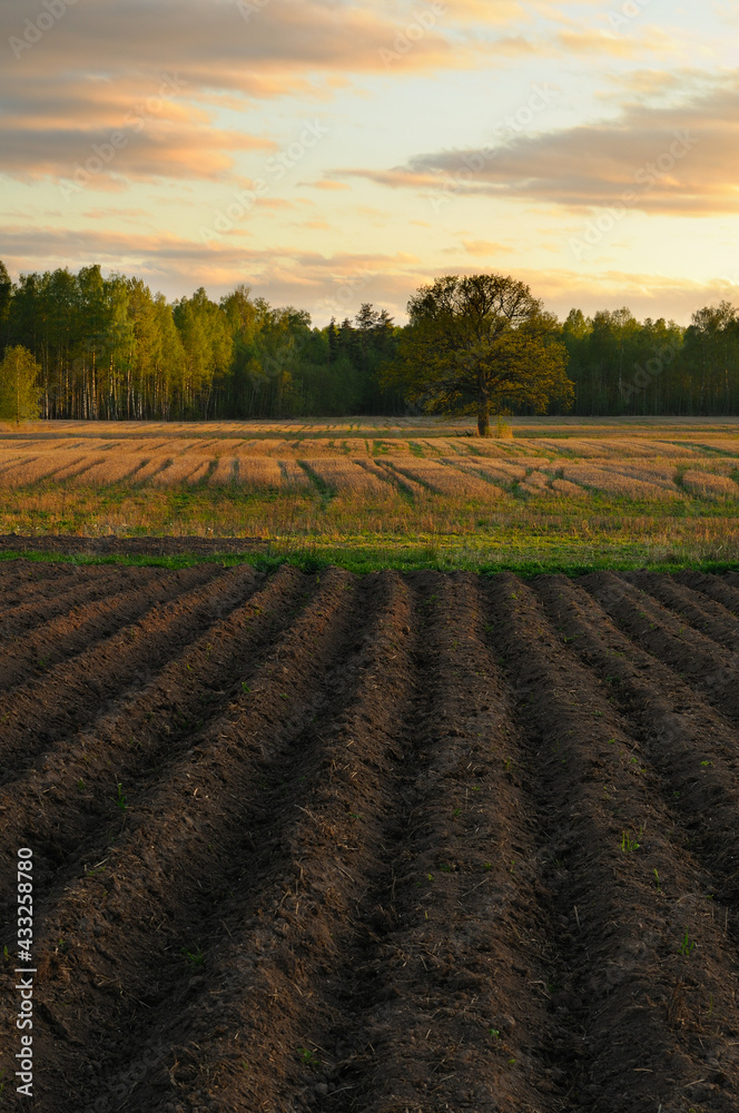 Freshly plowed land with oak in background at evening sunset