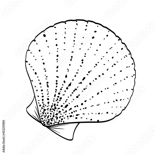 Bivalve shell sea scallop black outline on white
