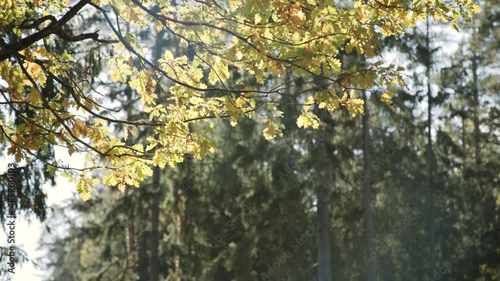 Branch of oak tree with yellow leaves sways in the wind on sunny day. Forest landscape. Branch of oak tree with yellow leaves sways in the wind on sunny day. Forest landscape.