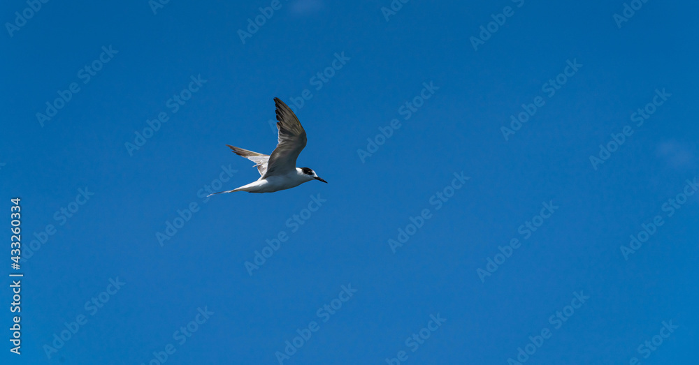 Obraz premium Seagull flying in the blue sky