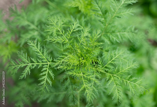Artemisia annua quin hao, Heilpflanze