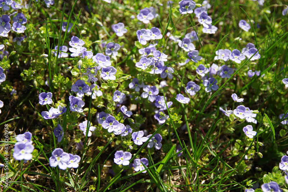 Background of blue meadow flowers in green grass. Summer wildflowers. Closeup