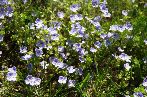 Background of blue meadow flowers in green grass. Summer wildflowers. Closeup © Renata.Ka