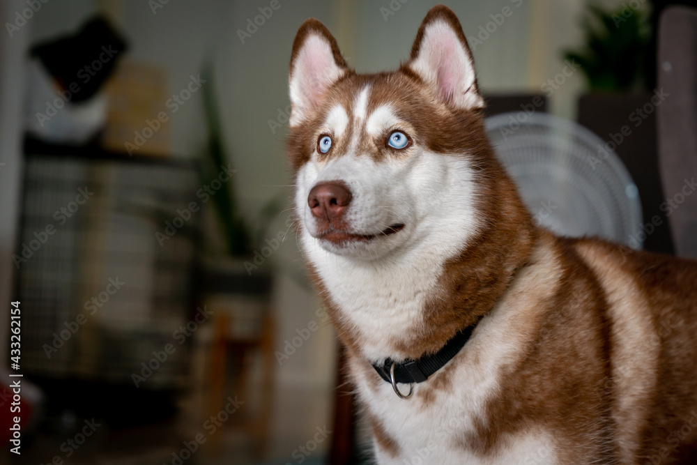 A photo of a brown Siberian Husky dog living in the house. Laying out and looking out of the house A photo of a brown Siberian Husky dog living in the house. Laying out and looking out of the house