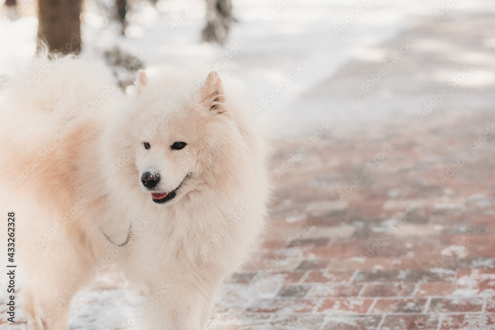 Obraz premium Samoyed dog on winter walk