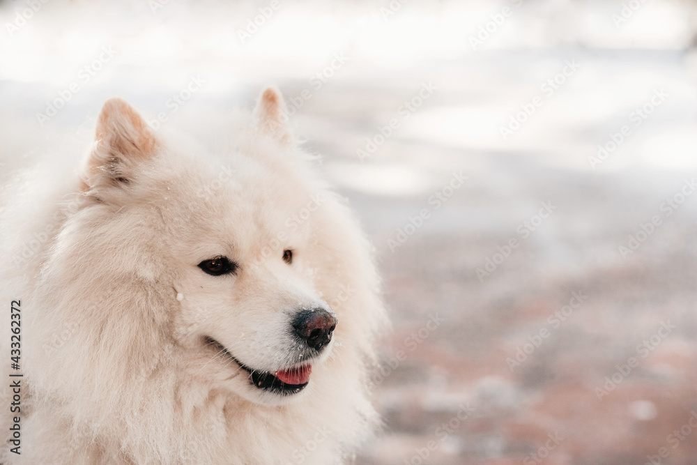 Fototapeta premium Samoyed dog on winter walk