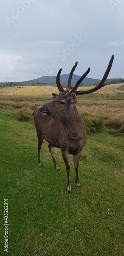 deer  animal  wildlife  nature  mammal  antlers  elk  stag  antelope  wild  horns  grass  buck  antler  forest  meadow  bull  horn  red  park  brown  safari  hunting  herd  kudu