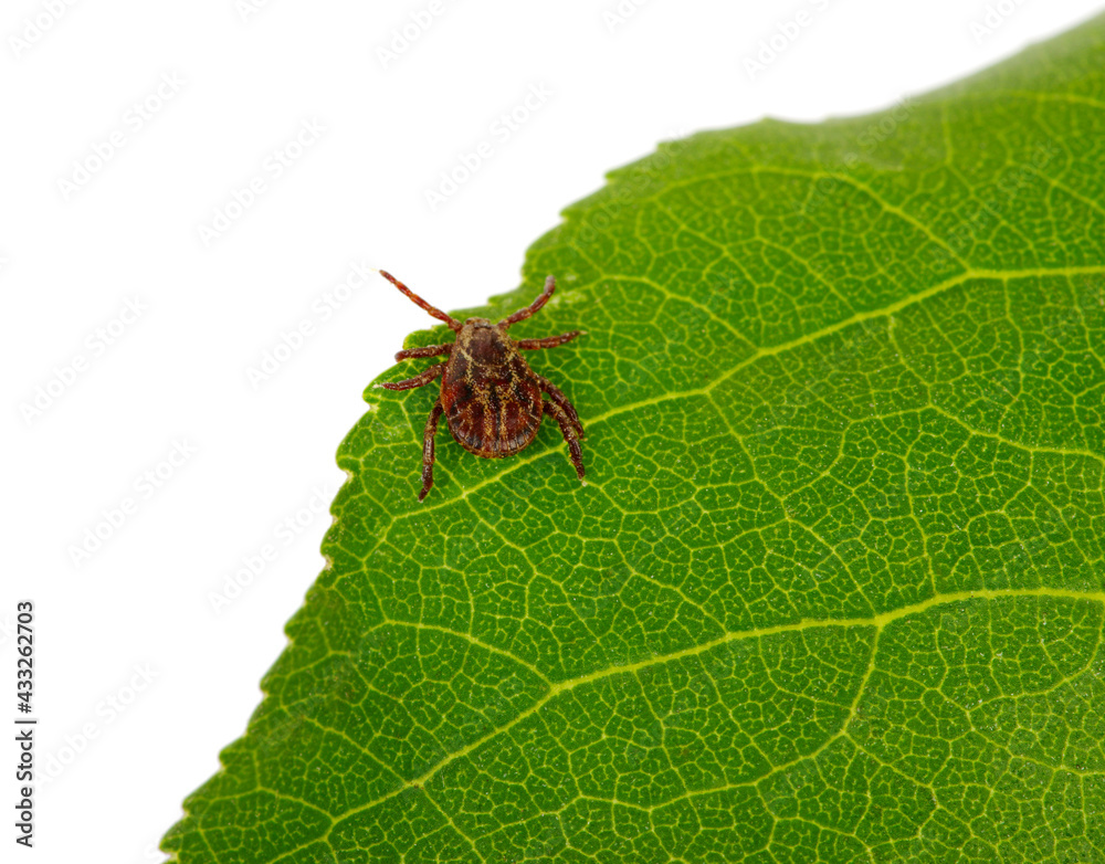 Tick insect sitting on a green leaf Tick insect sitting on a green leaf
