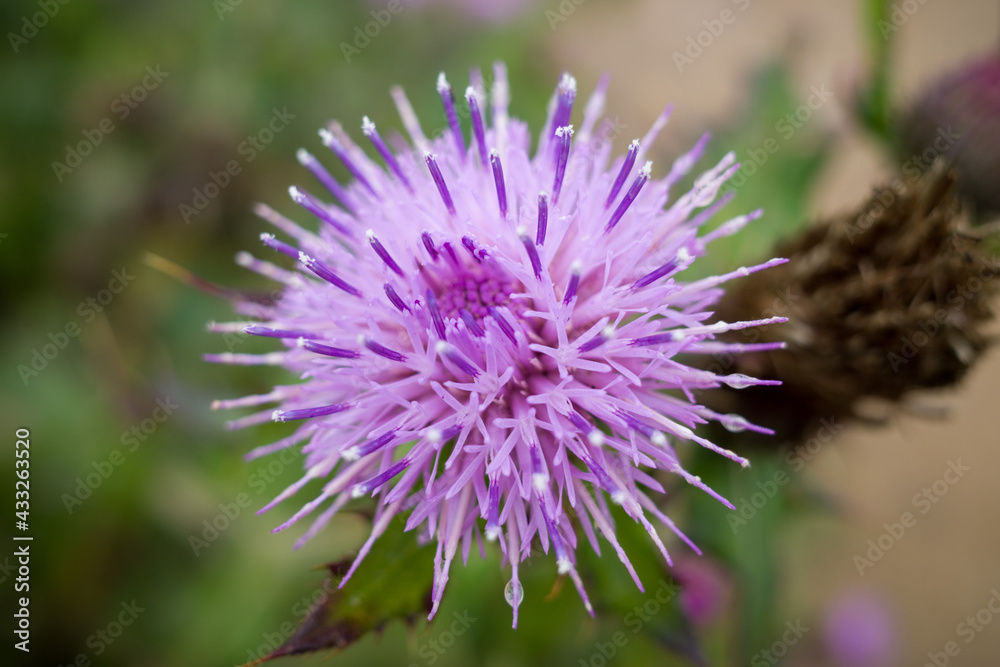 Pink thistle flower in the field Pink thistle flower in the field