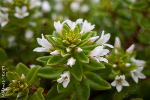 Lysimachia mauritiana on the beach photo