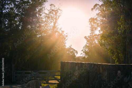 sunrise in the forest