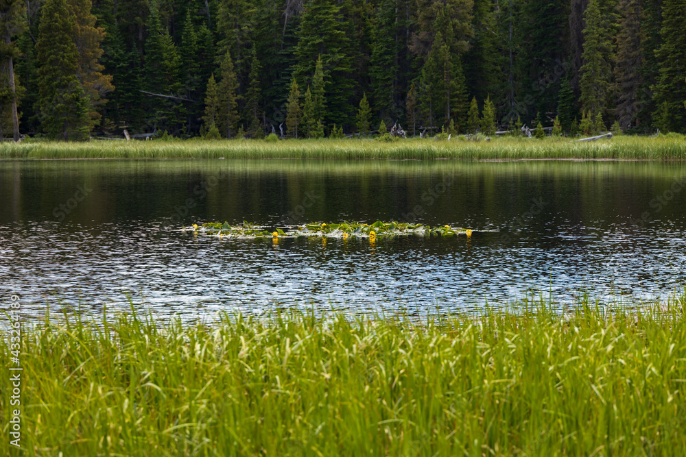 Lily pads with yellow blooms on Bierstadt Lake in Rocky Mountain National Park, Colorado Lily pads with yellow blooms on Bierstadt Lake in Rocky Mountain National Park, Colorado