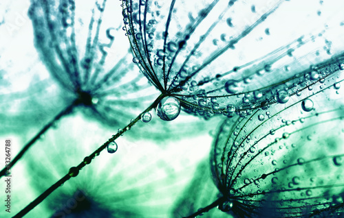 Transparent drops of water on a dandelion macro flower.