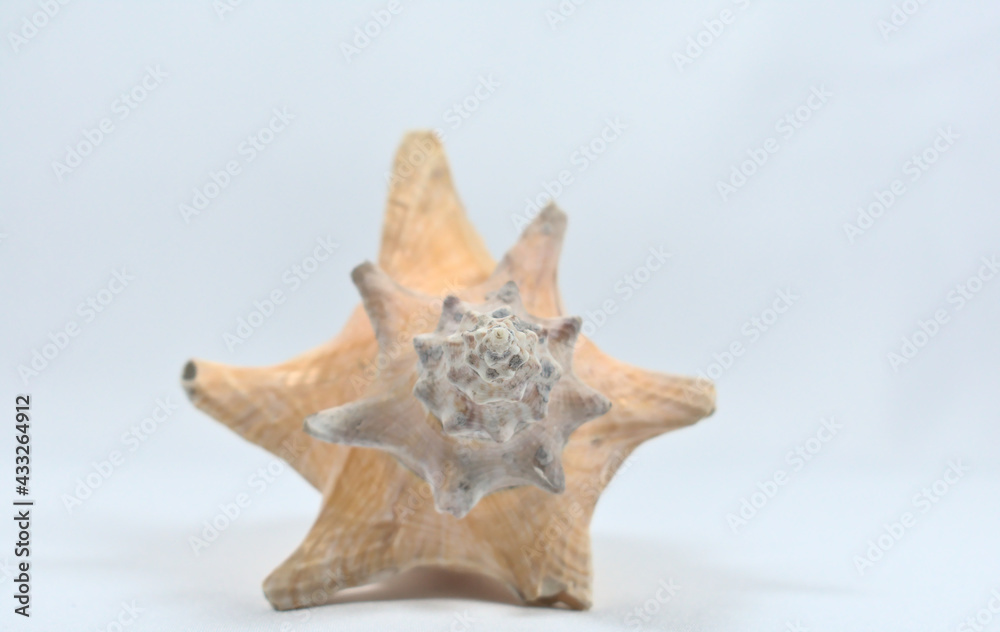 back of a shell of a sea snail