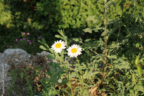 daisies in the grass