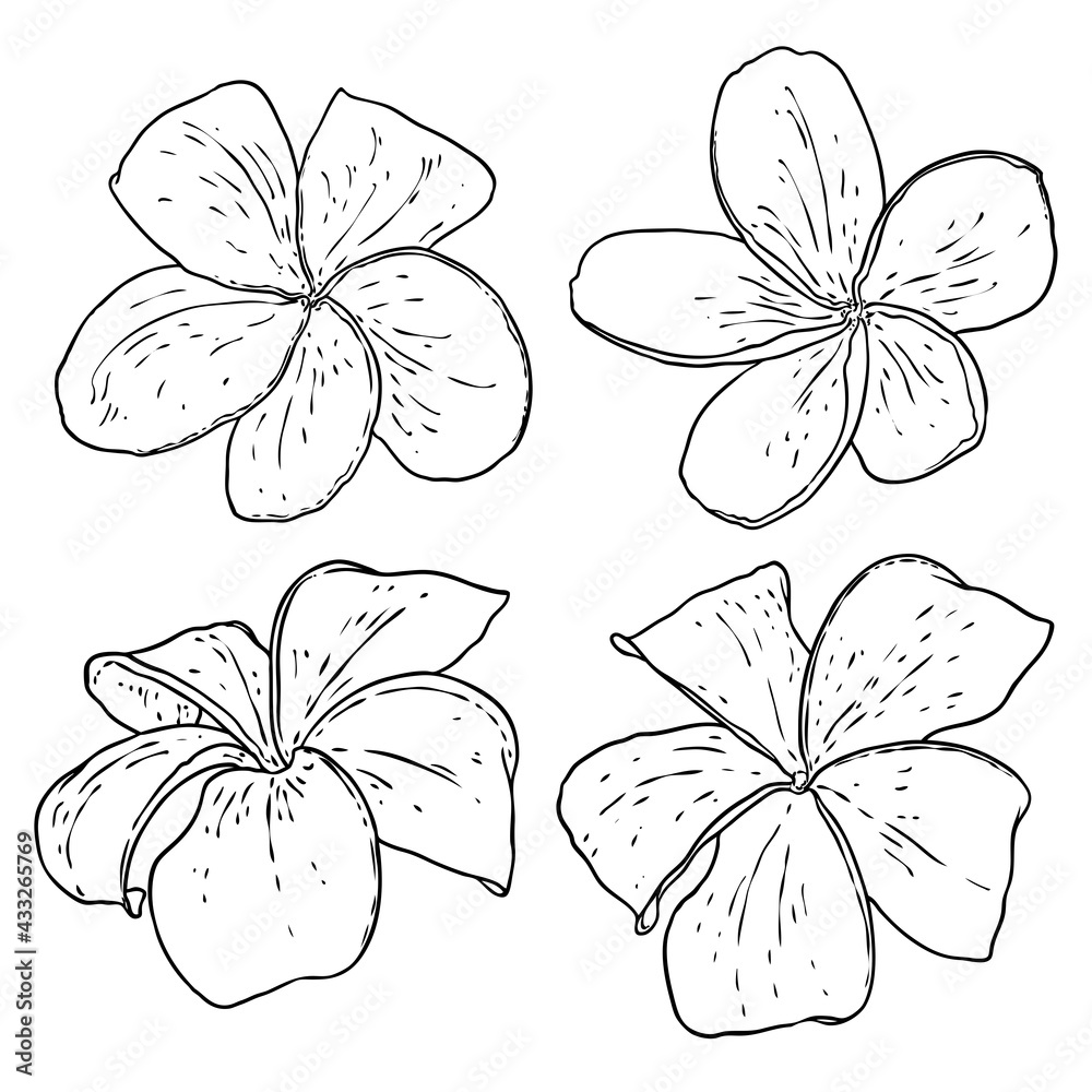 Obraz premium Spa salon Plumeria flower line art element design set. Yoga Oil aromatherapy and hot massage studio, welcome symbol. Drawing Frangipani flower open bud. Vector.