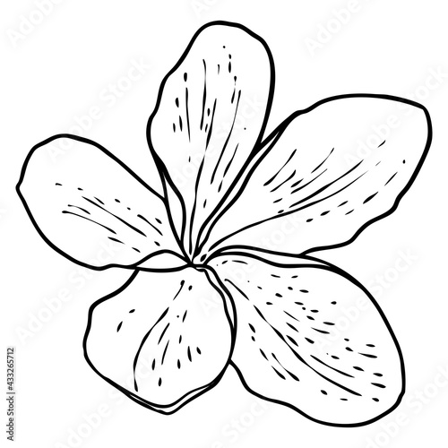 Plumeria flower. Exotic tropical jungle floral blooming for decoration and pattern making. Caribbean  outside plant head  open bloom. Line hand drawing style art. Vector.