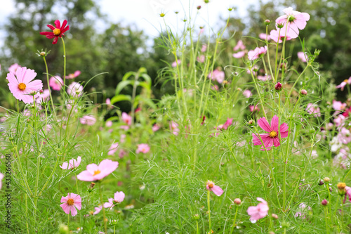 Beautiful pink cosmos flowers after the rain