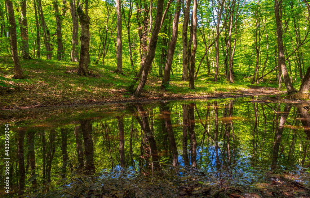 Naklejka premium Small swamp in a green forest