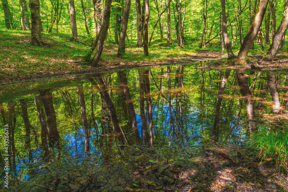 Small swamp in a green forest Small swamp in a green forest