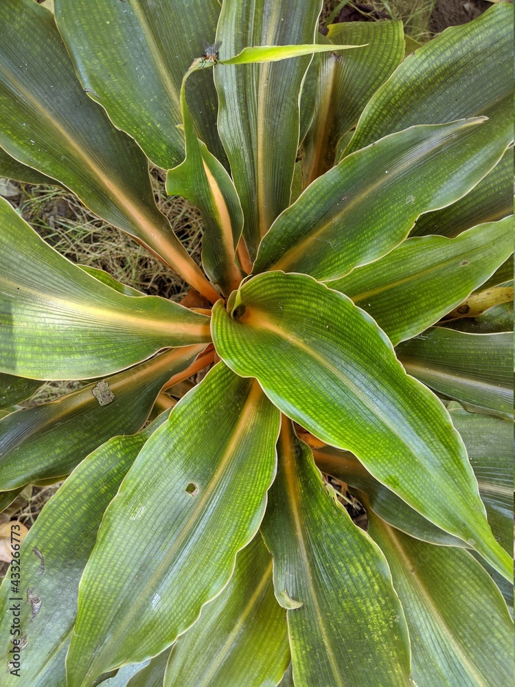 Obraz premium close up of a green and yellow plant