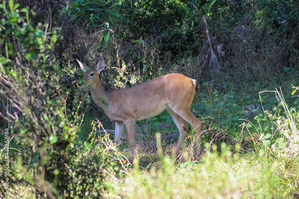 Deer in battlefield park in Florida
