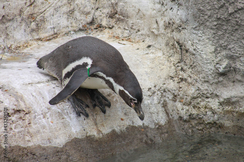 Pingüino al agua