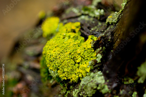 Сlose-up of beautiful macro photography of lichen on a vine branch