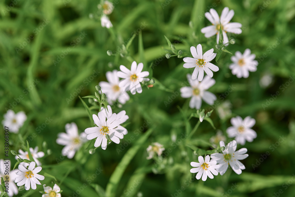 many white forest flowers on a background of green grass on a bright sunny day many white forest flowers on a background of green grass on a bright sunny day