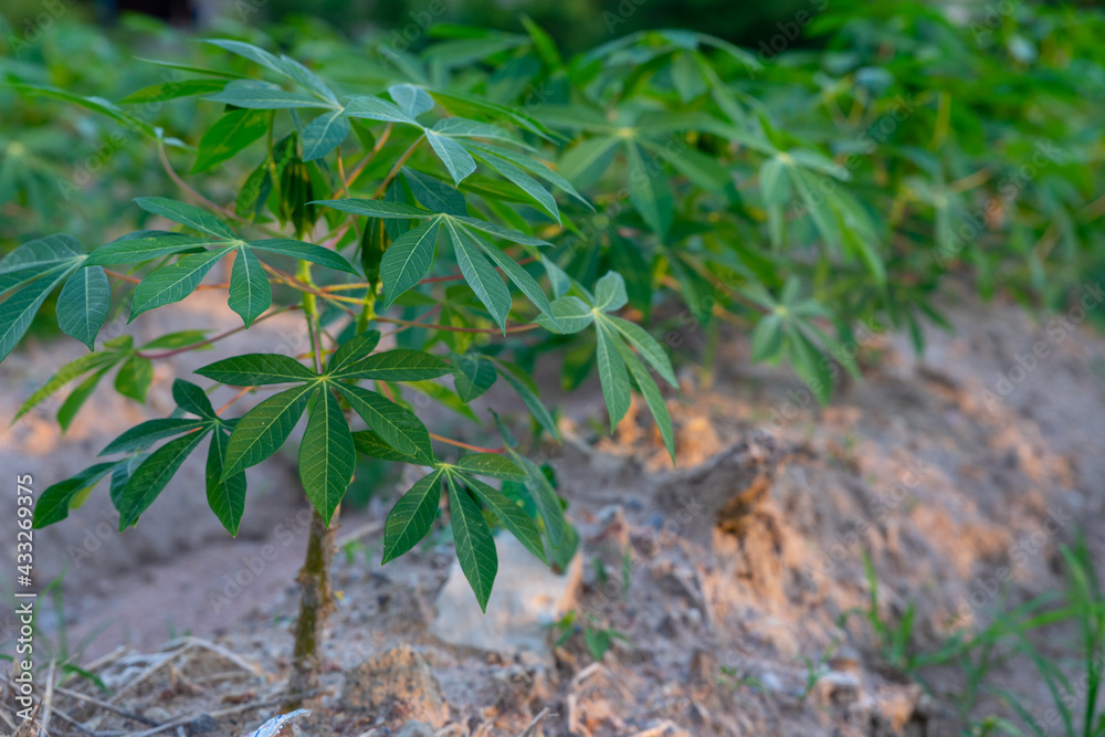 Tapioca fields on natural background. Grow cassava. Season of planting cassava. Mixed garden between cassava and rubber trees. Concept of planting cassava. Tapioca fields on natural background. Grow cassava. Season of planting cassava. Mixed garden between cassava and rubber trees. Concept of planting cassava.