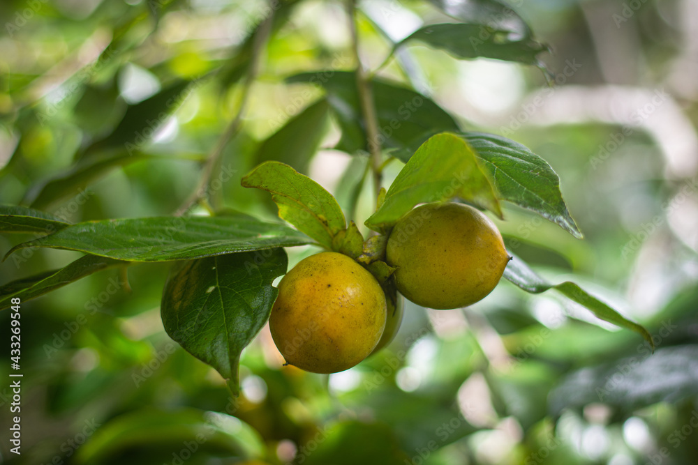 Two yellow chinese quince in Reunion Island