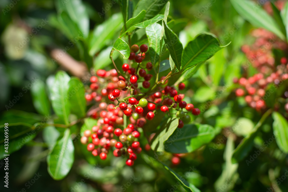 Pink peppercorns on the tree in Reunion Island Pink peppercorns on the tree in Reunion Island