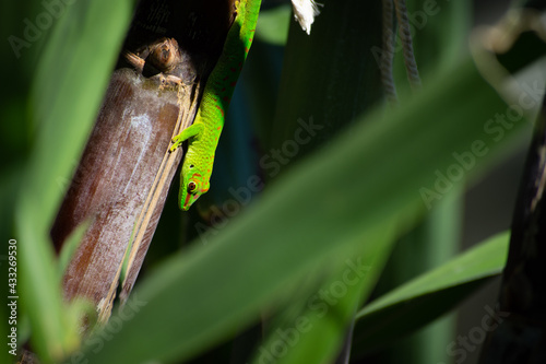 Madagascar day gecko standing on a sugarcane in Reunion Island