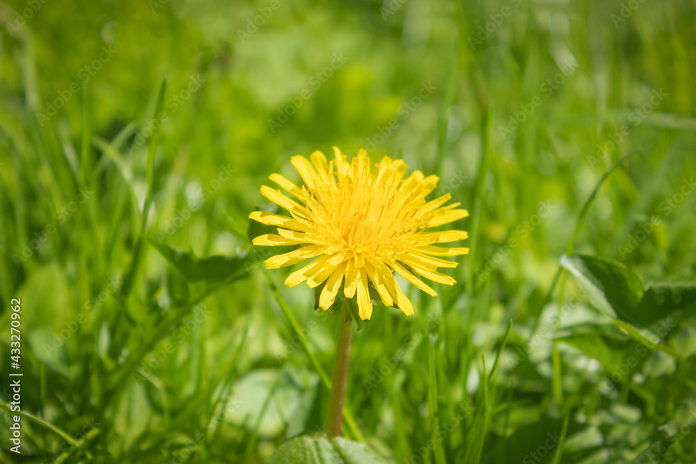 Yellow young dandelion and succulent, green grass Yellow young dandelion and succulent, green grass